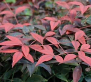 Flirt Nandina with accentuating red foliage
