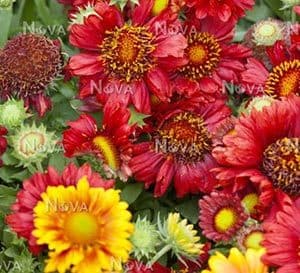 Red Mesa Gaillardia with lovely red petals over rich green foliage