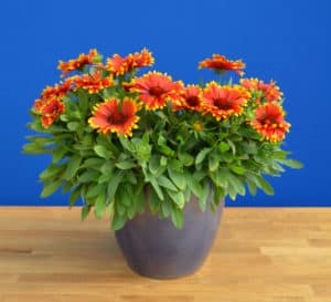Sunset Flash Gaillardia with red to yellow petals potted on a table
