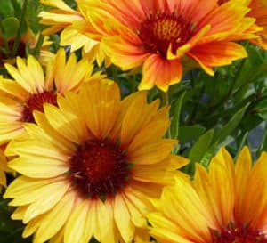 Sunset Orange Gaillardia with yellow and red blooms and centers