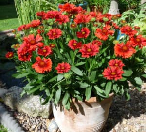 Potted Celebration Gaillardia with beautiful pink flowers and dark pink and yellow centers in yard landscape