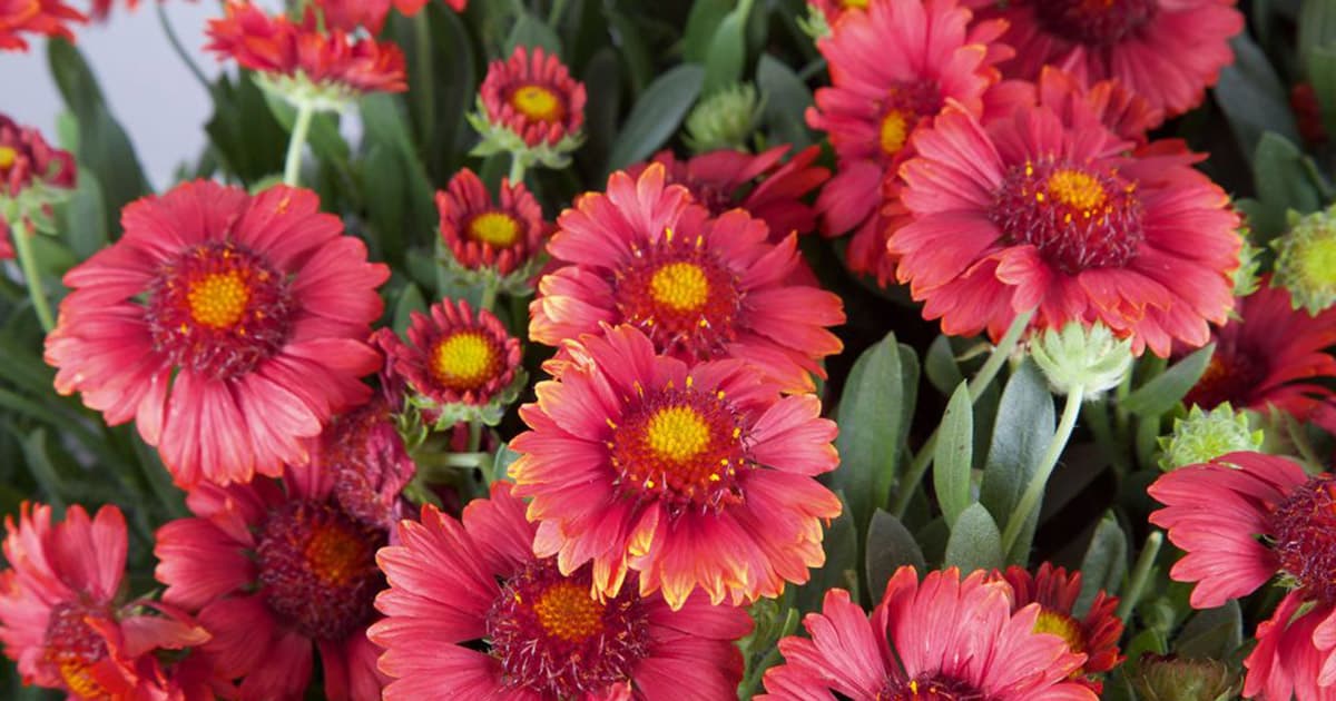 Celebration Gaillardia in full bloom; red blooms with yellow centers atop medium green foliage