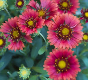 Celebration Gaillardia with beautiful pink flowers and dark pink and yellow centers