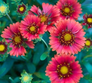 Celebration Gaillardia with beautiful pink flowers and dark pink and yellow centers