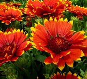 Close up of view of round flat red to yellow petaled blooms of Sunset Flash Gaillardia