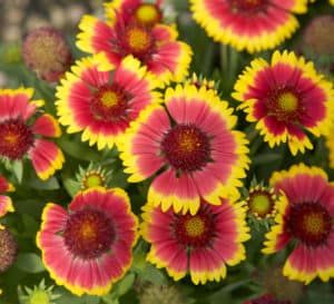 Overhead view of round flat red to yellow petaled blooms of Sunset Flash Gaillardia