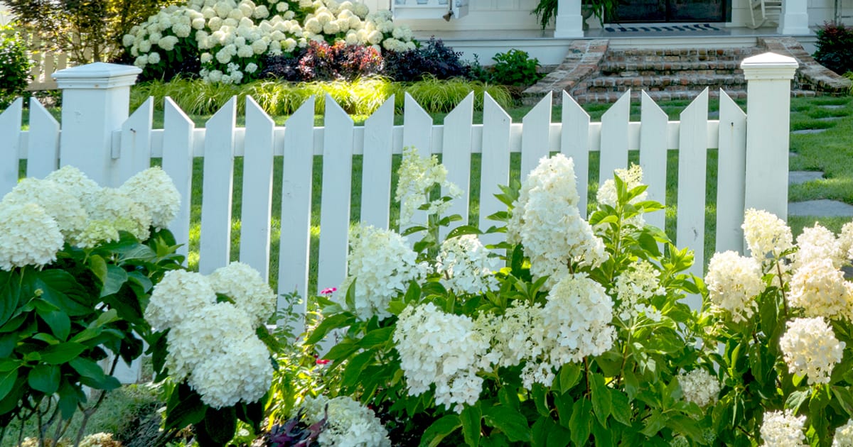 Picket fence with Moon Dance Hydrangeas in front and White Wedding Hydrangeas growing along the house inside the fence