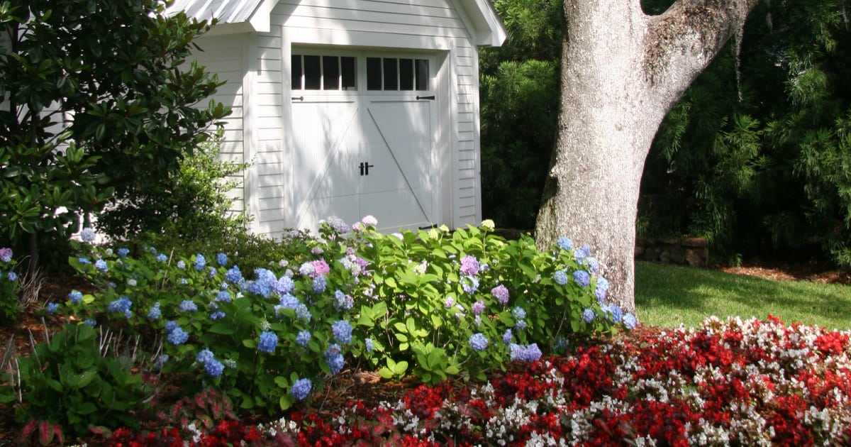 Mounts of blue blooming Southern Living Hydrangeas in front of large barn door garden shed