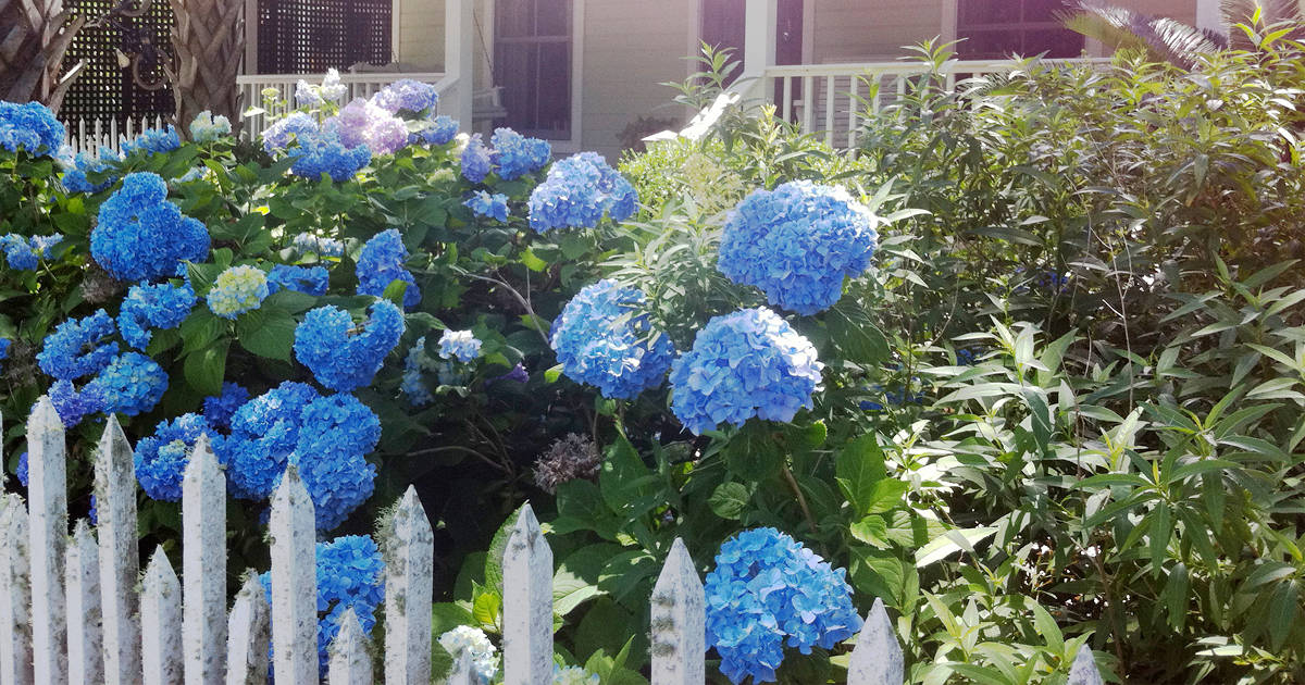 Entry garden planted with Big Daddy Hydrangea along white picket fence