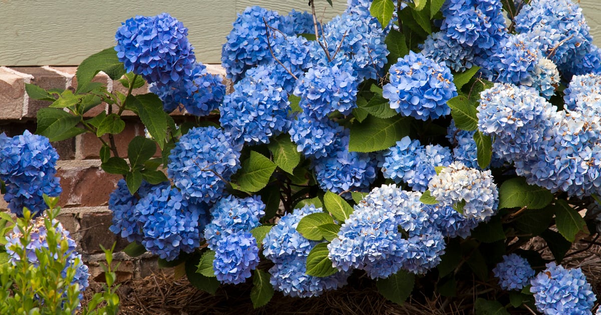 Dear Dolores forming a mound of bright blue blooms