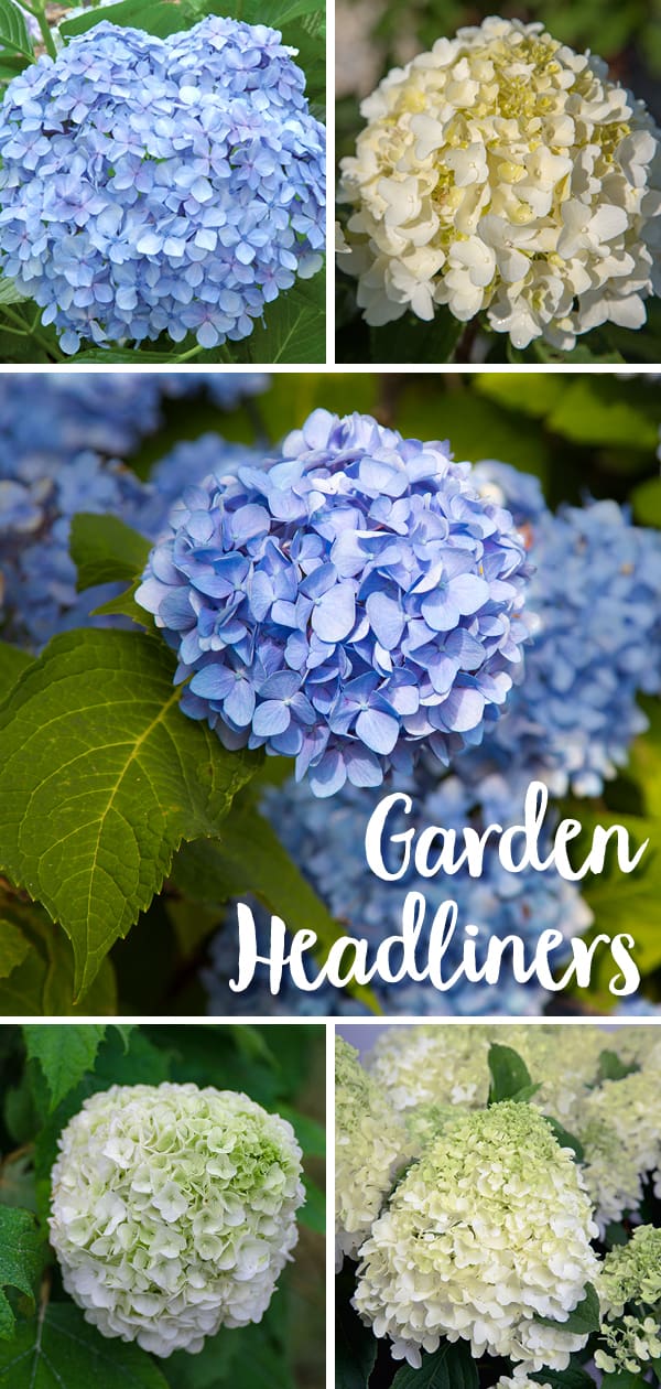 Southern Living Hydrangeas are Garden Headliners