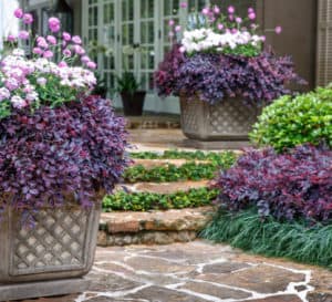 Pots of Purple Daydream and White EnduraScape in patio landscape