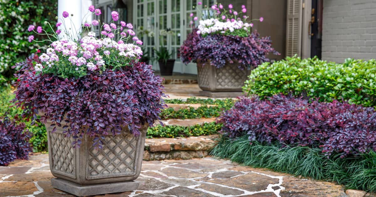 Pots of Purple Daydream and White EnduraScape in patio landscape