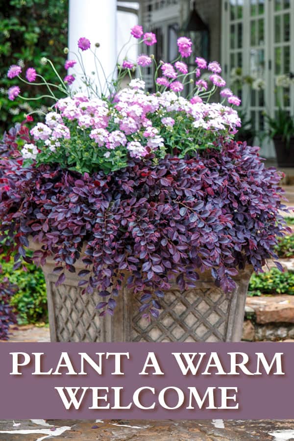 Garden Plan Loropetalum Purple Daydream Plant A Warm Welcome 600x900