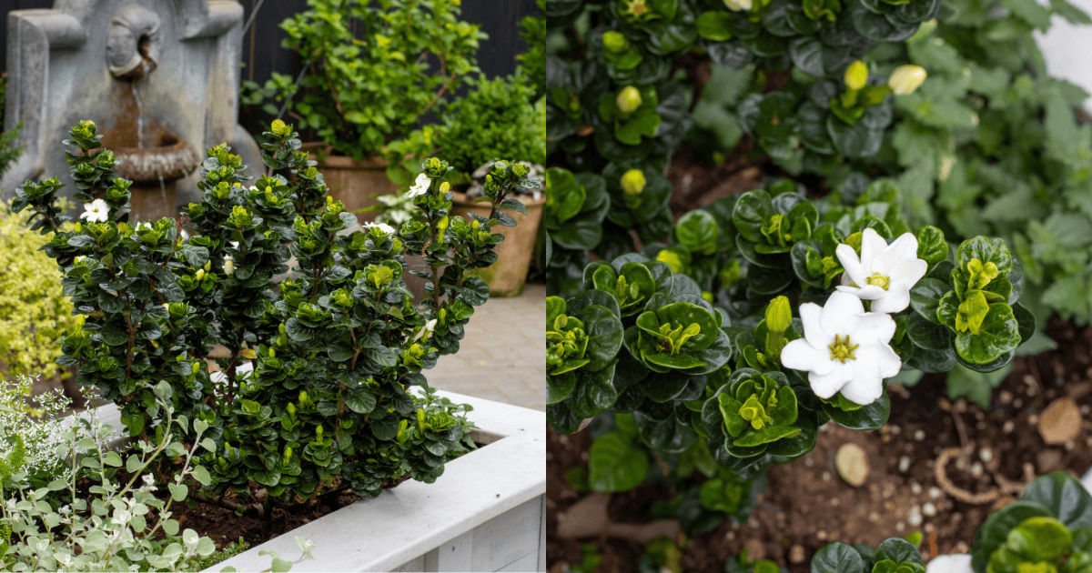 White gardenia flowers blooming among glossy green foliage in a raised planter, shown in both a garden setting and close-up detail.