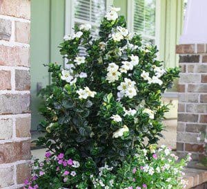 Diamond Spire Gardenia from Southern Living in a container