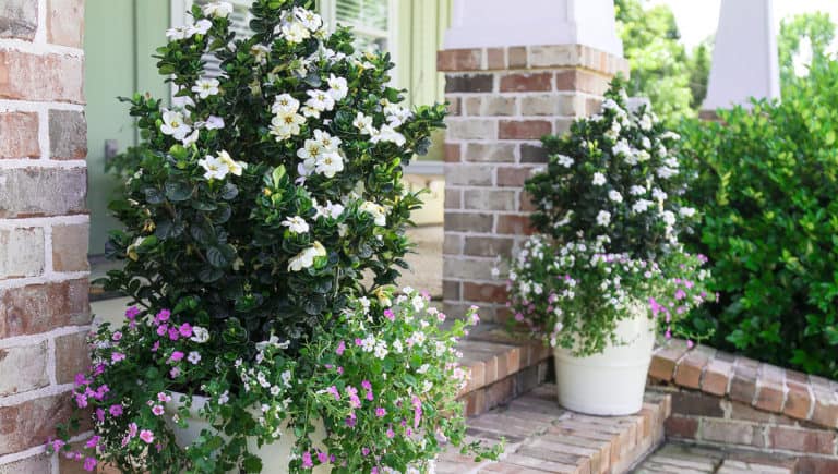 Diamond Spire® Gardenia - Southern Living Plants