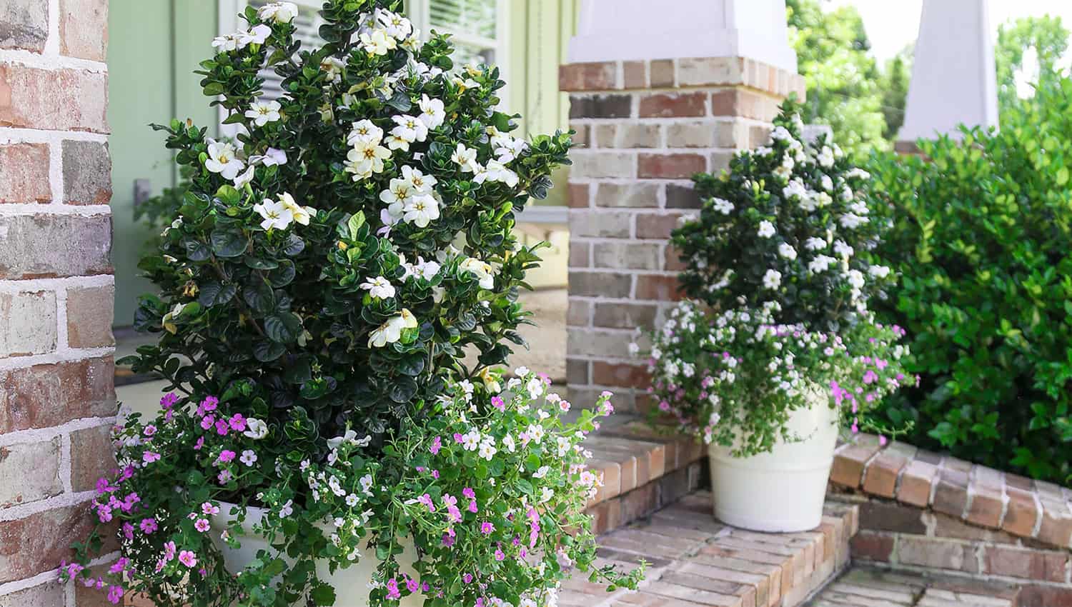 Brick patio with white columns and mixed white containers of Diamond Spire Gardenia and trailing Angelonia.