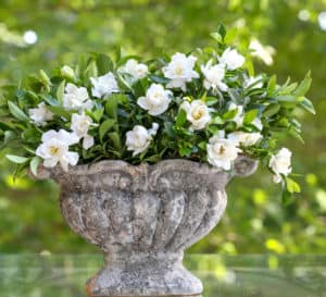 Jubilation Gardenia cut blossoms in a stone vase on a glass tabletop