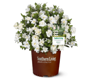1, 3 gallon Jubilation Gardenia plant in brown plastic Southern Living Plant Collection pot
