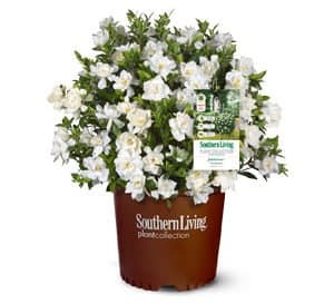 1, 3 gallon Jubilation Gardenia plant in brown plastic Southern Living Plant Collection pot