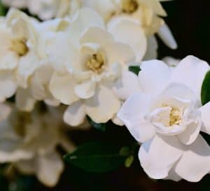 A cluster of smooth white Jubilation Gardenia blooms against a dark background