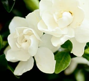 A cluster of smooth white Jubilation Gardenia blooms against a dark background