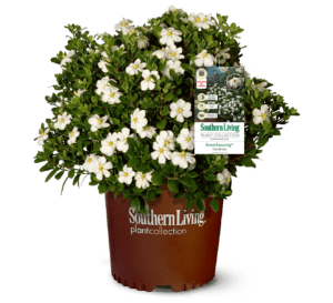 1, 3 gallon ScentAmazing Gardenia plant in brown plastic Southern Living Plant Collection pot