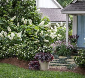 Layered garden surrounding a garden shed and lining a slate path are Southern Living plants including ScentAmazing Gardenia