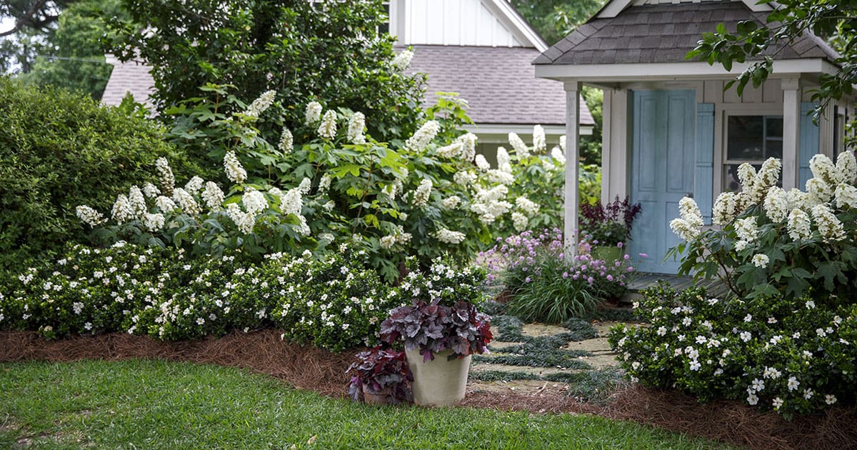 Beautiful garden shed surrounded by rich landscape including ScentAmazing Gardenia