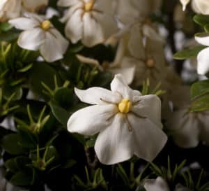 Close-up on ScentAmazing Gardenia single daisy bloom