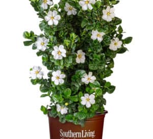 A Southern Living Plant Collection branded plastic pot holds an upright Diamond Spire Gardenia