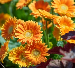 Garvinea Sweet Caroline with light orange flowers and yellow center