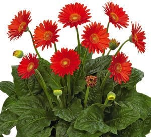 Garvinea Sweet Glow Gerber Daisy with bright red blooms and a yellow center