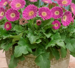 Garvinea Sweet Surprise Gerbera Daisy with bright pink blooms and a yellow center