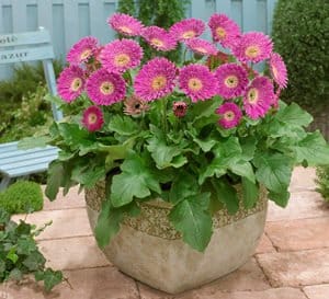 Potted Garvinea Sweet Surprise Gerbera Daisy with bright pink blooms and a yellow center