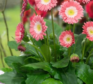 Garvinea Sweet Memories with light pink flowers and a white and yellow center