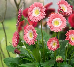 semi-evergreen perennial forming a basal rosette of tongue-shaped, mid-green leaves. Charming semi-double, daisy-like, soft pink flowers with white centers