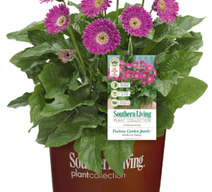 Fuchsia Garden Jewels Gerbera Daisy clipped, potted, and tagged