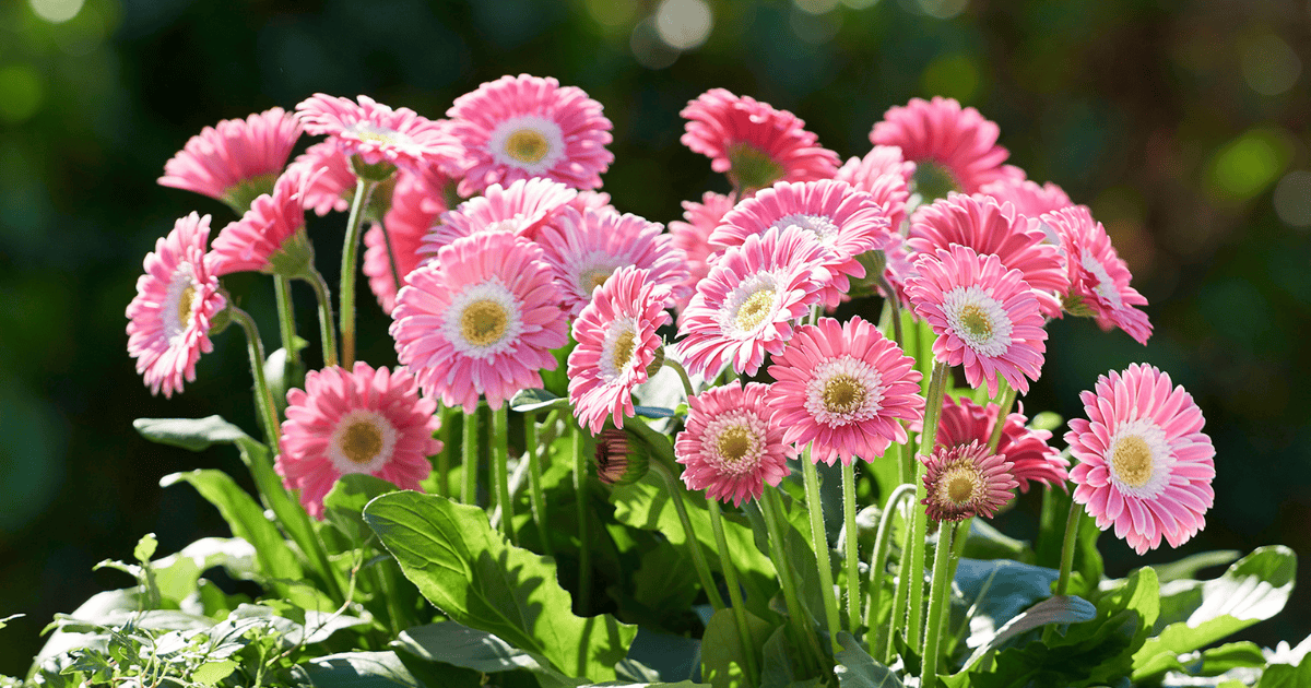 Garden Jewels® Pink Gerbera Daisy with vibrant pink daisy-like blooms and bright yellow centers, adding cheerful color to a sunny garden display