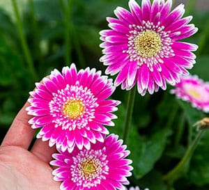 A hand holds the blooms of Garden Jewels Gerbera Daisy with hot pink petals and frosted white tips