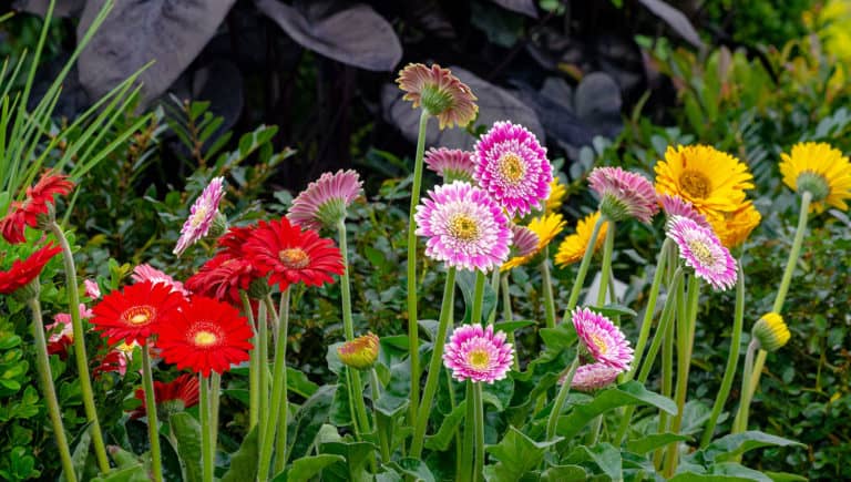 Southern perennial offers strong pest/disease resistance, pink, southern living plant collection