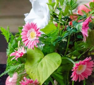 Southern perennial offers strong pest/disease resistance, pink, southern living plant collection