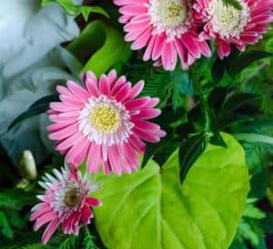 Southern perennial offers strong pest/disease resistance, pink, southern living plant collection