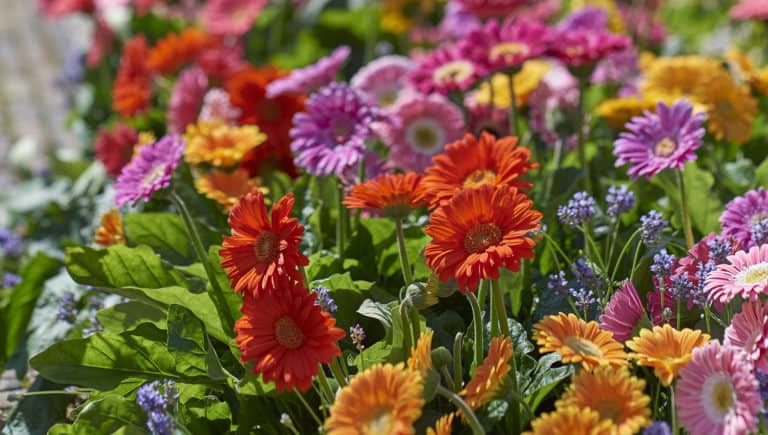 Southern perennial offers strong pest/disease resistance, pink, southern living plant collection