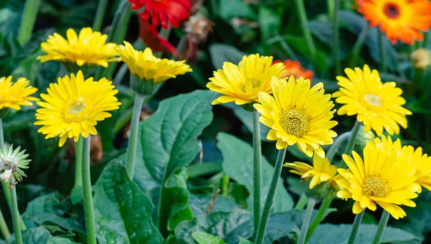 yellow garden jewels™ gerbera daisy - southern living plants