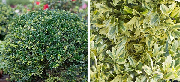 Distinctive oak-shaped leaves and golden variegated foliage set this versatile evergreen holly