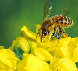 Bee pollinating yellow flowers