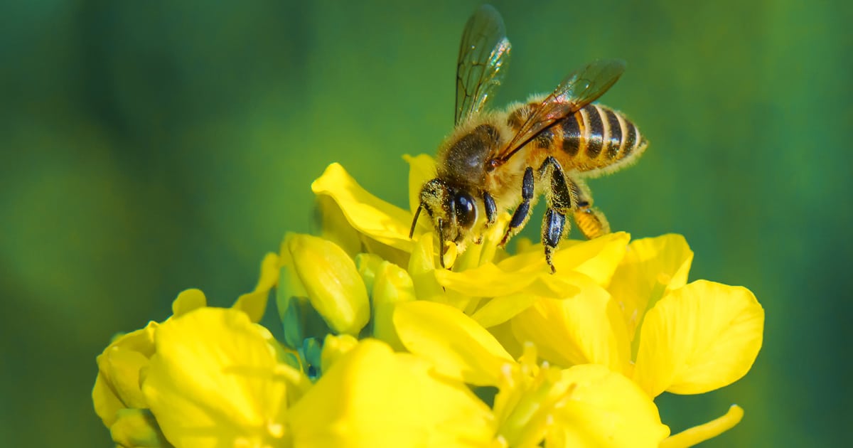 Bee pollinating yellow flowers