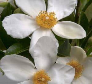 Sweet Tea Gordlinia with white blooms and yellow center